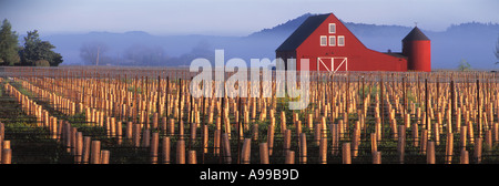 Agriculture - une nouvelle grange rouge se trouve dans le centre d'un nouveau vignoble à raisin / Napa Valley, Californie, USA. Banque D'Images