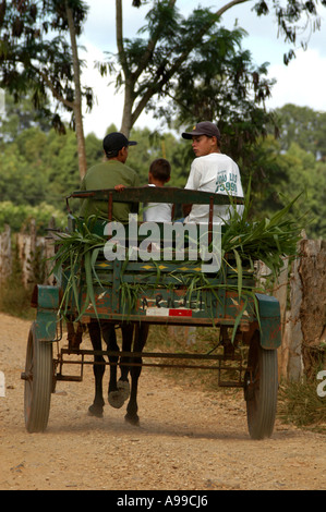 Un panier de la ferme accueil retour au galop Itapetininga Sao Paulo Brésil, 30 avril 2005 à 05 27h00 le samedi Banque D'Images