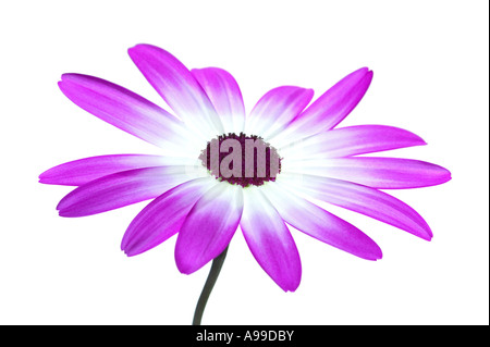 High Key Senetti Bi Color Magenta isolated on white high key Banque D'Images