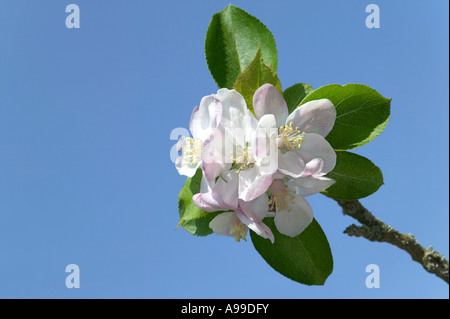 Apple Blossom isolés contre un ciel bleu Banque D'Images