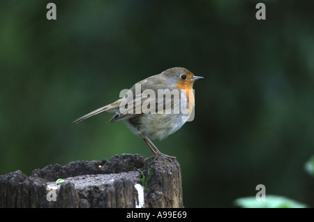 ROBIN européen, Erithacus rubecula aux abords, perché sur fencepost, UK Banque D'Images