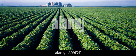 Agriculture - grand champ de soja en croissance moyenne de lumière tôt le matin avec une ferme dans la distance / Minnesota, USA. Banque D'Images