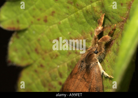 Vapourer Moth Banque D'Images