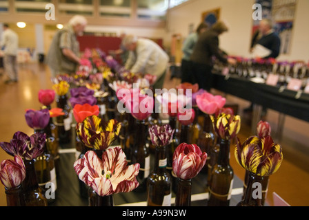 Wakefield et North of England Tulip Society présentent Normanton près de Wakefield Yorkshire Angleterre des années 2007 2000 UK HOMER SYKES Banque D'Images