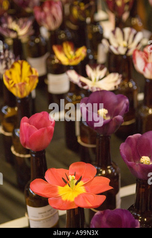 Wakefield et North of England Tulip Society présentent Normanton près de Wakefield Yorkshire Angleterre des années 2007 2000 UK HOMER SYKES Banque D'Images