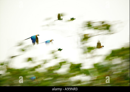 Un troupeau de macaws bleus et dorés, Ara ararauna, au-dessus de la forêt tropicale près de Cana dans le parc national de Darien, province de Darien, République du Panama Banque D'Images