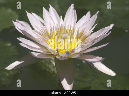 Perle Rose Water Lily à Kenilworth Aquatic Gardens Washington D C Banque D'Images