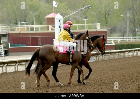 Les chevaux de race Thoroughbred Calgary Alberta Canada Banque D'Images