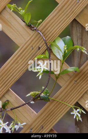 Jasmine Star floraison vine trellis lattis en bois escalade Banque D'Images