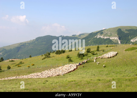 Comptage Berger son troupeau de moutons aidé par son groupe de chiens ,Parc National des Monts Sibyllins, Le Marches Italie Banque D'Images