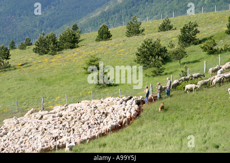 Comptage Berger son troupeau de moutons aidé par son groupe de chiens ,Parc National des Monts Sibyllins, Le Marches Italie Banque D'Images