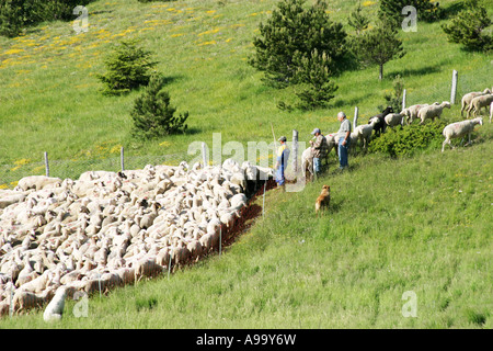 Comptage Berger son troupeau de moutons aidé par son groupe de chiens ,Parc National des Monts Sibyllins, Le Marches Italie Banque D'Images