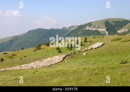 Comptage Berger son troupeau de moutons aidé par son groupe de chiens ,Parc National des Monts Sibyllins, Le Marches Italie Banque D'Images