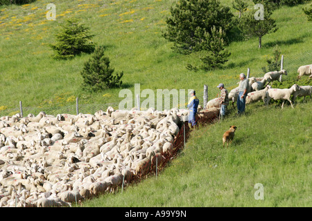 Comptage Berger son troupeau de moutons aidé par son groupe de chiens ,Parc National des Monts Sibyllins, Le Marches Italie Banque D'Images