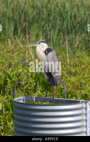 Grand Héron repose sur rehausse à Emeralda Marsh dans le centre de la Floride USA Banque D'Images