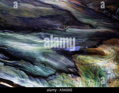 Les couleurs et la conception artistique sur l'arbre de pin ou de bois flotté tombés le long de la côte de Californie Banque D'Images