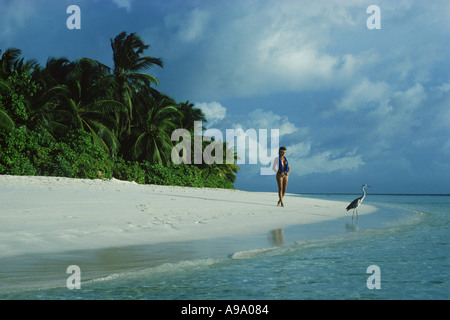 Deux oiseaux avec la même rive sablonneuse dans les îles Maldives Banque D'Images