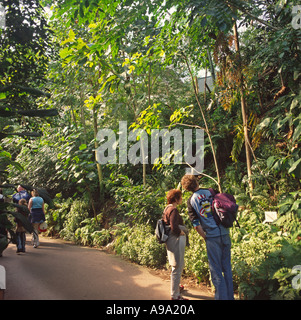 Jeune couple portant des sacs à dos sur les tropiques humides à l'intérieur de la voie de la dome Biome Eden Project Cornwall Angleterre Banque D'Images