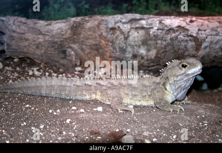 Tuatara probablement le plus proche parent encore vivant des dinosaures en Nouvelle Zélande Banque D'Images
