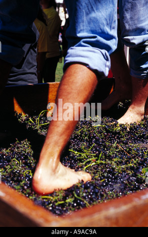 Fouler le raisin par pied dans la méthode de vinification traditionnelle dans la Barossa Valley en Australie du Sud Banque D'Images