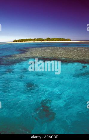 Queensland Australie Grande Barrière de Corail Lady Musgrave Island Banque D'Images