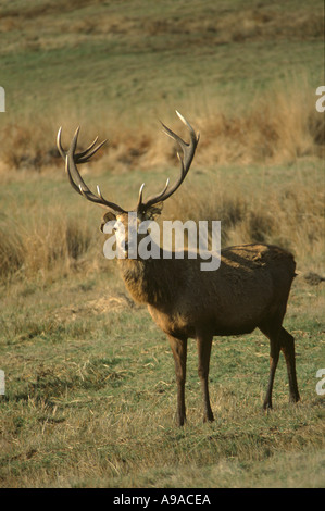 RED DEER STAG Cervus elaphus Banque D'Images