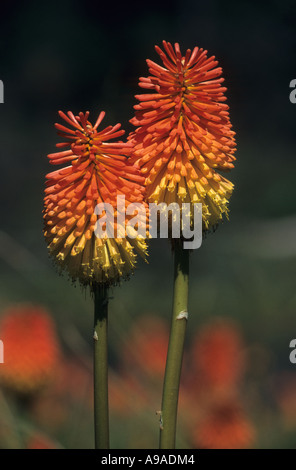 Red Hot Poker (Kniphoria praecox ) Banque D'Images