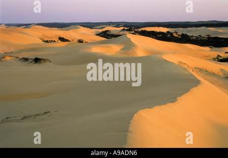 Champ de dunes, Alexandrie, Sentier Nature Glen Woody, Afrique du Sud Banque D'Images