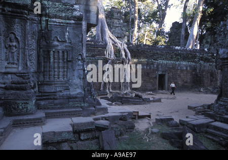 Cambodge Cambodge figuier géant de pierre enveloppes à Ta Phrom Banque D'Images