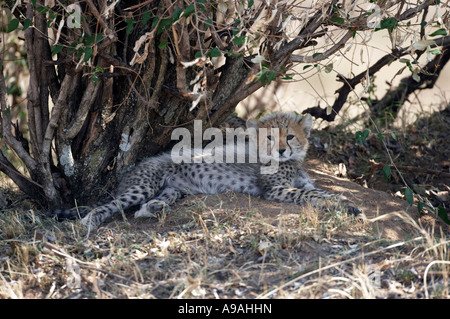 Cheetah Cub 1 de 5 oursons dans la Masi Mara Banque D'Images