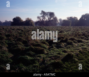 Automne brume sur Bushy Park avec une rangée d'arbres au loin, Hampton, Middlesex, Royaume-Uni Banque D'Images