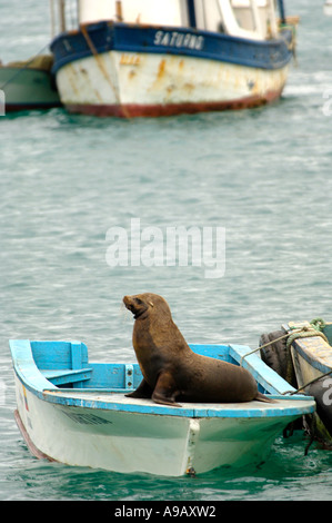 Amérique Latine Amérique du Sud Équateur Galapagos San Cristobal Island Sea Lion jouant le capitaine du bateau dans le port Banque D'Images