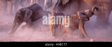 Les jeunes éléphants dans le Parc National d'Etosha, Namibie poussière Banque D'Images