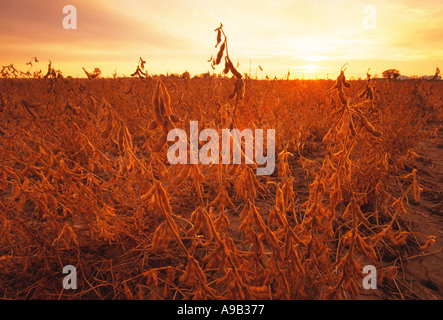 Agriculture - Domaine de soja matures prêts pour la récolte dans la lumière dorée du coucher de soleil / Wisconsin, Etats-Unis. Banque D'Images