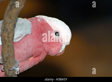 Cacatoès rosalbin Cacatoès, alias cacatoès à poitrine rose (Eolophus roseicapillus) Banque D'Images