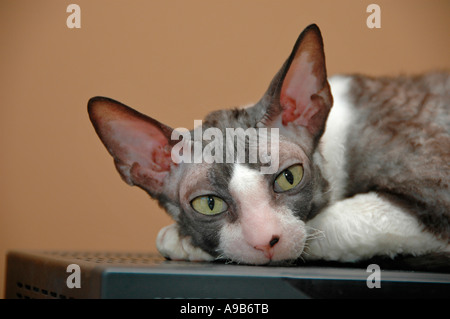 Cornish Rex femelle chat d'exposition en noir et blanc Banque D'Images