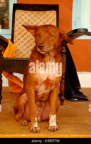 Chien errant,Plage de Mandrem, Goa, Inde Banque D'Images