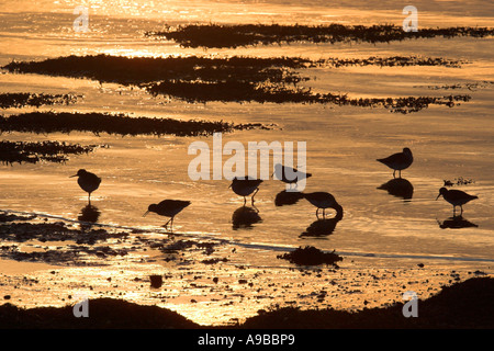 Chevalier arlequin Tringa totanus troupeau se nourrissant de tideline au coucher du soleil de Moray Inverness Shire Highland Ecosse Royaume-uni silhouette Banque D'Images