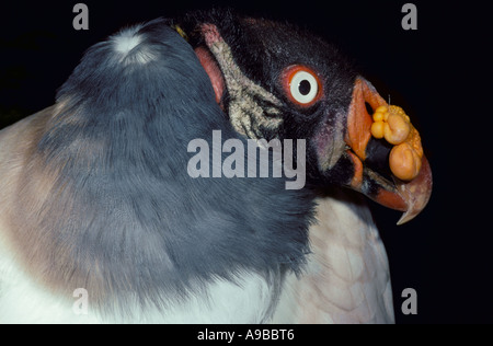 Vautour pape Sarcorhamphus papa portrait de l'Amérique du Sud Banque D'Images