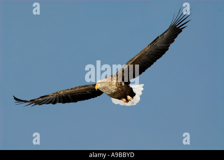 La mer à queue blanche (Haliaeetus albicilla) battant l'île d'Hokkaido au Japon Banque D'Images