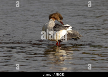 Harle bièvre Mergus merganser Inverness Shire mâle Highland Ecosse Royaume-Uni Banque D'Images