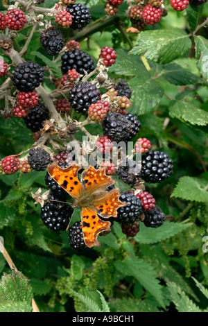 Comma Butterfly Polygonia c album hot Royaume-Uni Banque D'Images