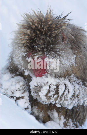 Macaque japonais Macaca fuscata nourriture dans la neige pour l'alimentation eau chaude du printemps Parc National Jigokudani Nagano Honshu au Japon Banque D'Images