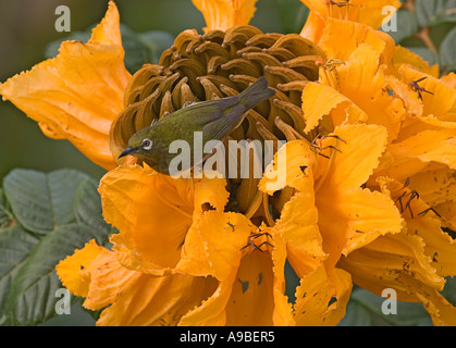 Japanese white-eye (Zosterops japonicus) sur l'Afrique (Spathodea campanulata) tulip tree blossom Banque D'Images