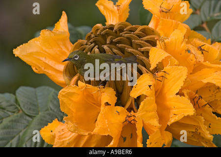 Japanese white-eye (Zosterops japonicus) sur l'Afrique (Spathodea campanulata) tulip tree blossom Banque D'Images