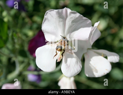 La collecte du pollen d'abeille à partir d'une fleur de pois blancs. L'européen. L'été. Jardin anglais. UK. Banque D'Images