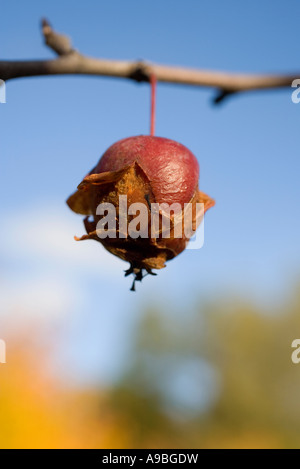 Close-up of a rotten apple rouge pendaison de branche Banque D'Images