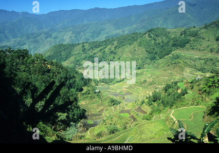 L'an 2000 les terrasses de riz de Banaue d'Ifugao aux Philippines. Banque D'Images