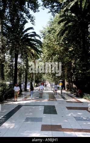 La promenade bordée d'arbres à Malaga, Espagne Banque D'Images