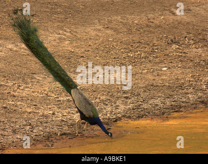 Pavo cristatus paon paons indiens à trou potable Banque D'Images